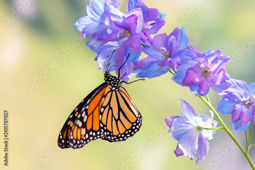 Foto Macro of a monarch butterfly (danaus plexippus) feeding on a blue delphinium flower - side view on a soft natural background