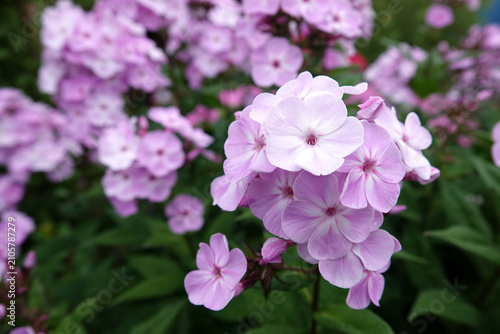 Quadro su tela Pink phlox flowers (Phlox paniculata) are seen in full bloom
