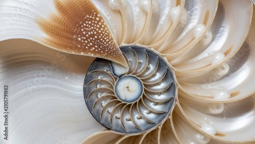 Obraz na płótnie Close up of nautilus shell spiral pattern.