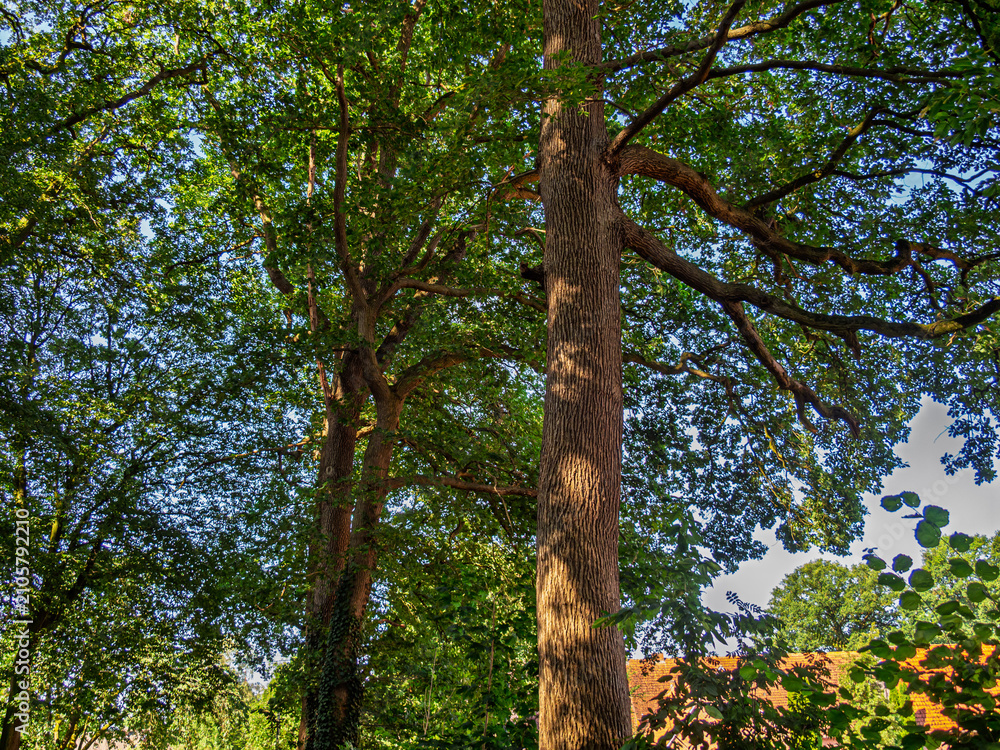 Fototapeta premium Low angle view of ancient oak trees with lush green foliage under blue summer sky 