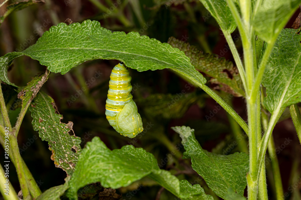 Fototapeta premium Series of photos showing stages of Monarch butterfly caterpillar pupating into chrysalis. Butterfly conservation, life cycle and backyard flower garden concept.