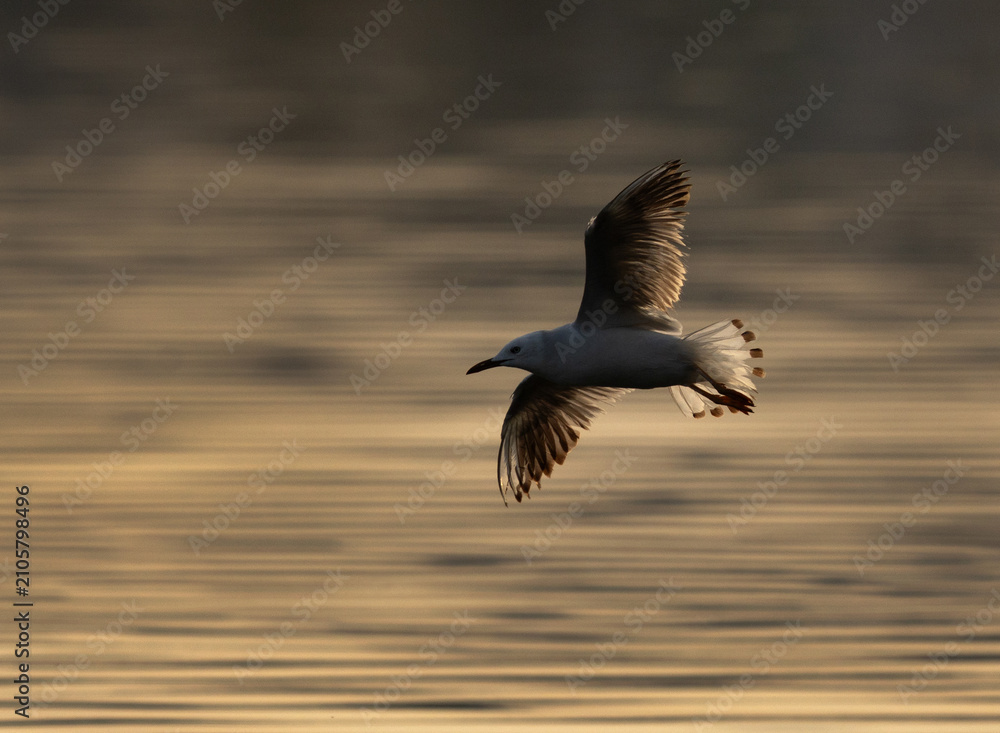 Fototapeta premium A backlit image of slender-billed seagull at Tubli bay, Bahrain