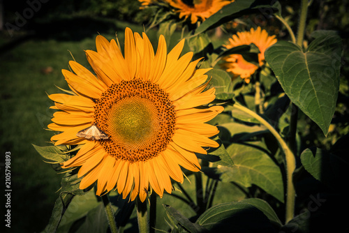 Sunflower with bee in the garden. Vintage style toned picture