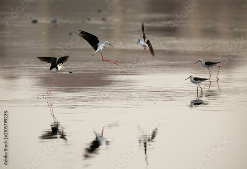 Cuadro en lienzo Black-winged Stilts territory fight at Tubli bay, Bahrain