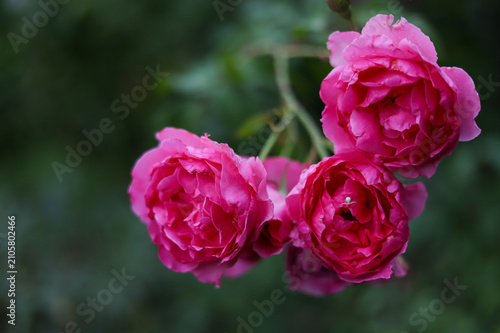 Beautiful blooming pink roses growing on a branch in the garden.
