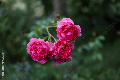 Beautiful blooming pink roses growing on a branch in the garden.