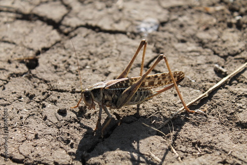 Fotografie The big grasshopper