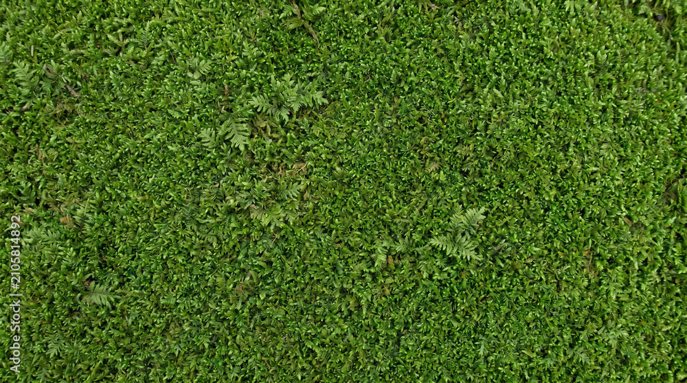 Fototapeta premium Lush green moss texture for natural botanical background design