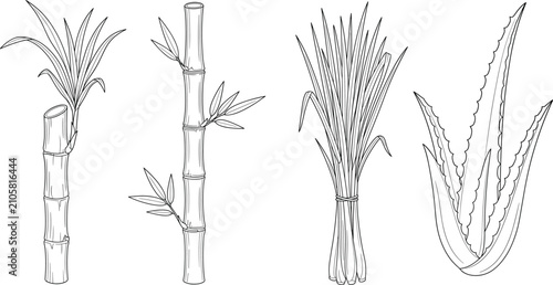 Hand drawn botanical illustration set featuring bamboo, sugarcane, lemongrass, and aloe vera plants