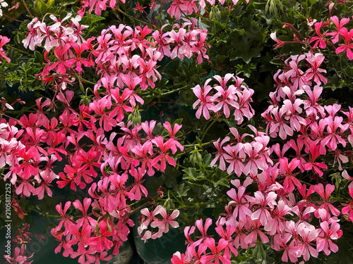 Ivy geranium Pelargonium peltatum flowering plant.
