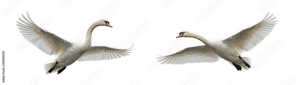 Obraz premium Two white swans flying in the air isolated on transparent background