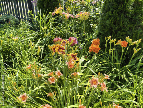 Foto A wide variety of daylilies in the garden