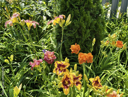 Bild auf Leinwand A wide variety of daylilies in the garden