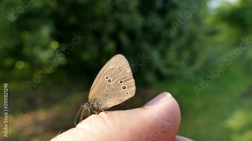 Ringlet butterfly with folded wings is sitting on the hand. Summer day