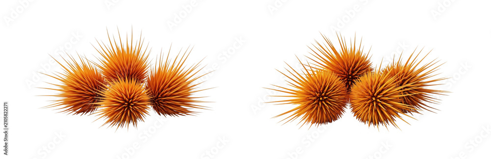Fototapeta premium Set of 3d rendered orange sea urchins isolated on transparent background