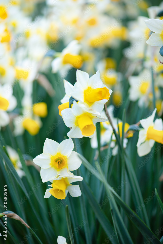 Fototapeta premium Close-up of blooming white and yellow daffodils with soft natural bokeh. Fresh spring flowers create a bright floral background with selective focus.