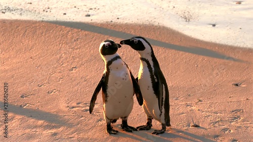 Close-up footage of two African penguins interacting naturally on Boulders Beach near Cape Town, South Africa.