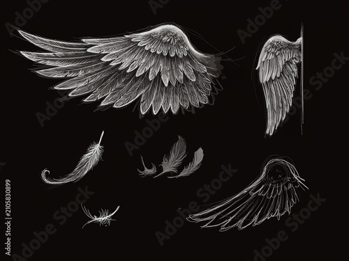  A collection of monochrome, highly detailed wing sketches and falling feathers set against a solid black background, closely mirroring the theme of the very first image.