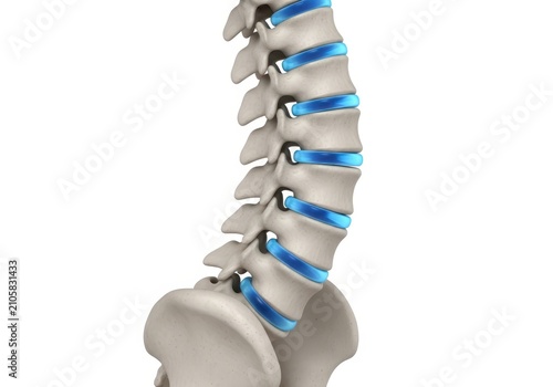 3d human spine with highlighted vertebrae showing medical anatomy