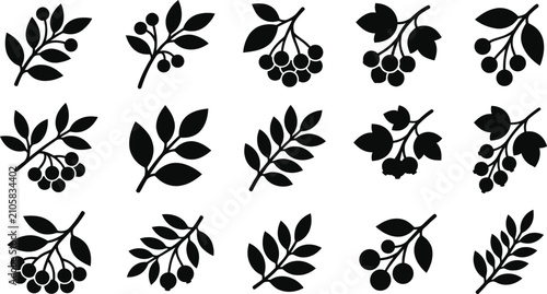 Detailed black vector illustration set featuring various botanical sprigs with round berries and pointed leaves for modern graphic design projects