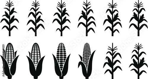 Simple black vector graphic set showing various corn stalks and cobs isolated on a clean white background for design projects