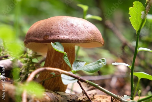 Single mushroom Imleria badia, commonly known as the bay bolete - edible, very tasty mushroom.	
