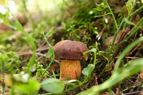 Single mushroom Imleria badia, commonly known as the bay bolete - edible, very tasty mushroom.	

