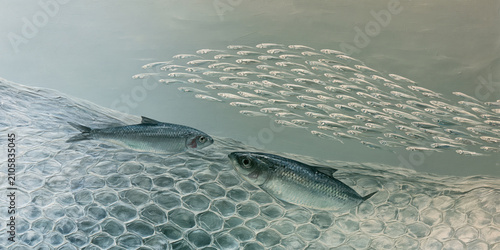 Two fish swimming underwater near a group of smaller fish