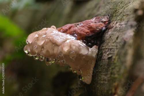 An arboreal fungus Fomitopsis pinicola (red-belted conk) with drops of water - the phenomenon of guttation	

