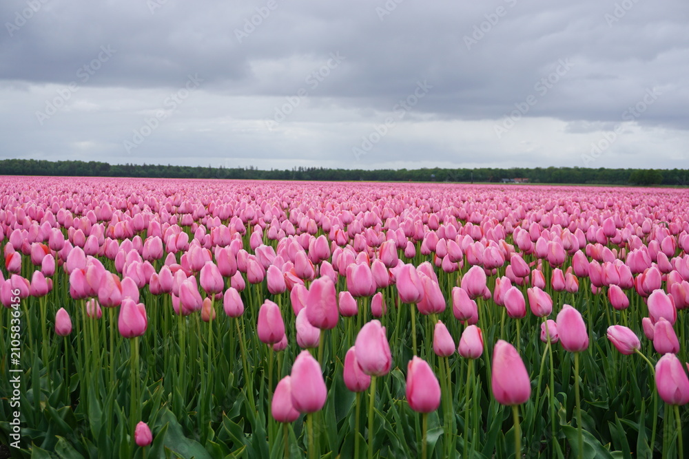 Obraz premium pole tulipanów
