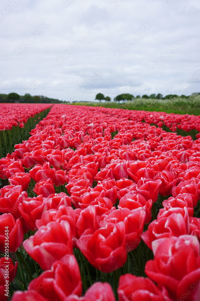 Obraz premium tulipany uprawa