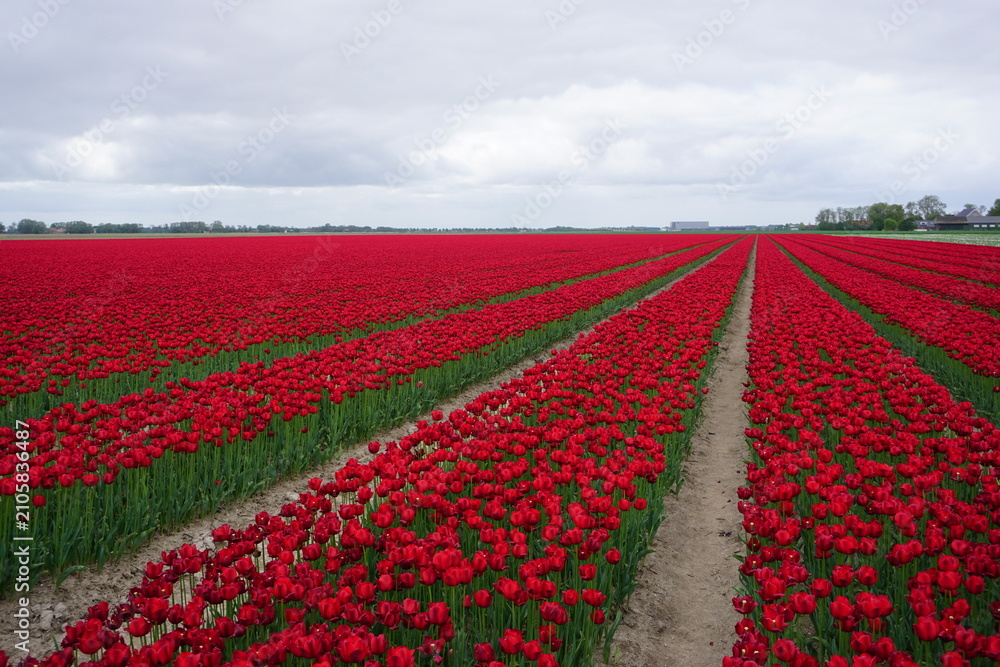 Obraz premium czerwone tulipany