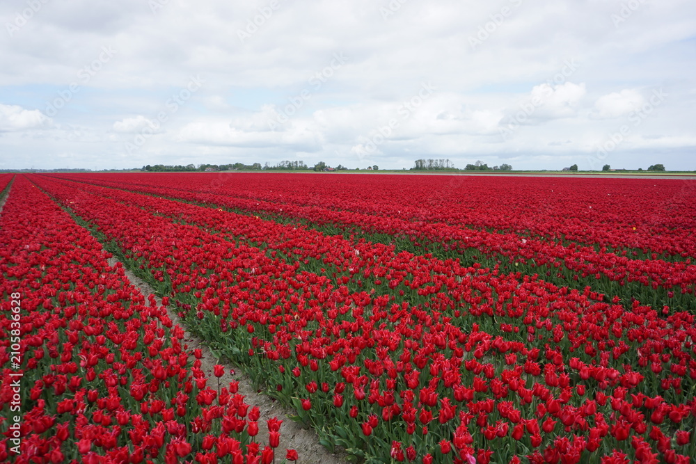 Obraz premium pola tulipanów