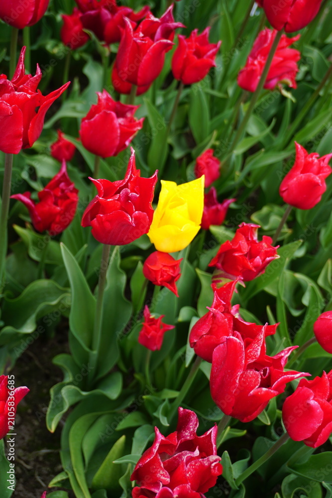 Obraz premium tulipany