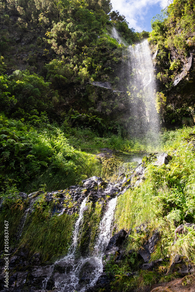 Obraz premium Tall thin waterfall cascading down a fern-covered cliff into lush green forest in Madeira, Portugal
