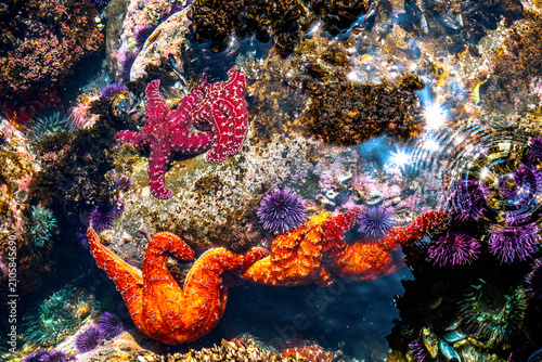 Foto Vibrant tide pool teeming with colorful sea stars and purple sea urchins
