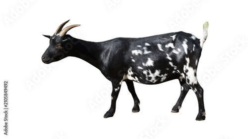Foto Black and white spotted goat standing isolated on white background with livestoc