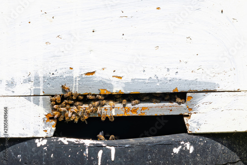 Fotografie Close-up of honey bees swarming at the entrance of a wooden beehive