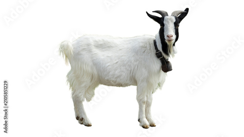 фотографія White goat standing isolated on white background with livestock isolated agricul