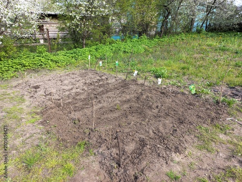Konstfotografi A small cultivated plot of land on which something is planted (a vegetable garde