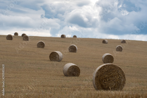 Field with rolls of hay