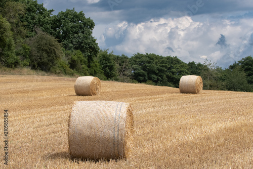 Field with rolls of hay