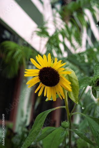 Schilderij op canvas Sunflower droop in rainy season