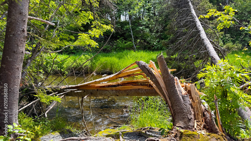 A tree that has broken of and fallen into a river, still partially attached to the stump on shore.