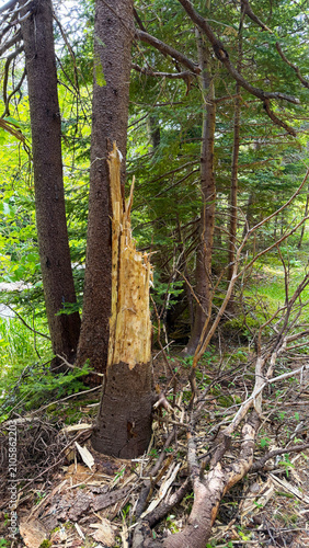 The stump of a broken tree in the forest