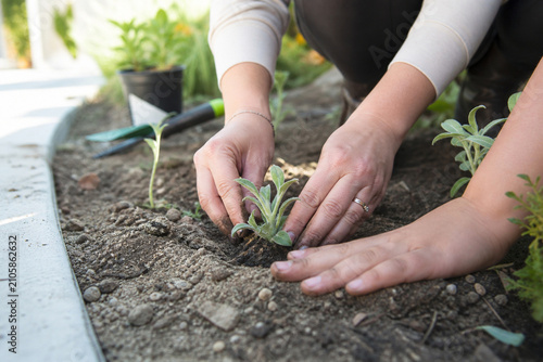 Hands Planting Drought Tolerant Seedlings