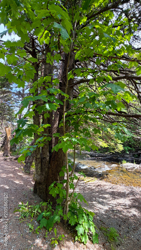 A walking trail in the woods on a sunny summer day. Mount Pearl, Newfoundland & Labrador.
