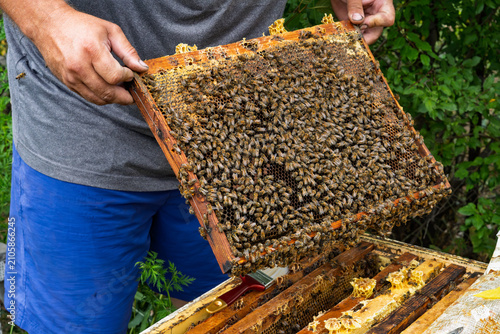 Close-up: a beekeeper removes a honeycomb frame teeming with bees from the hive and inspects it. Organic honey production, traditional farming, and sustainable agriculture.