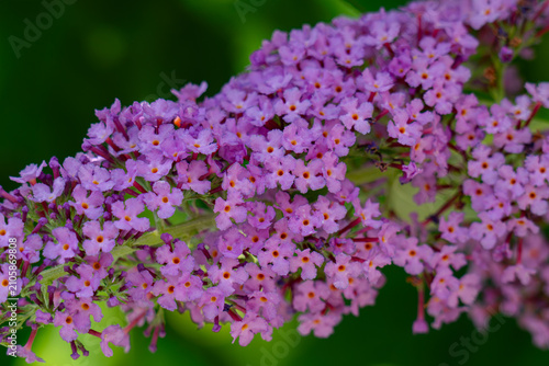 Bild auf Leinwand Beautiful purple flowers Buddleja davidii, close-up
