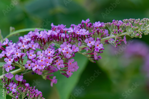 Bild auf Leinwand Beautiful purple flowers Buddleja davidii, close-up